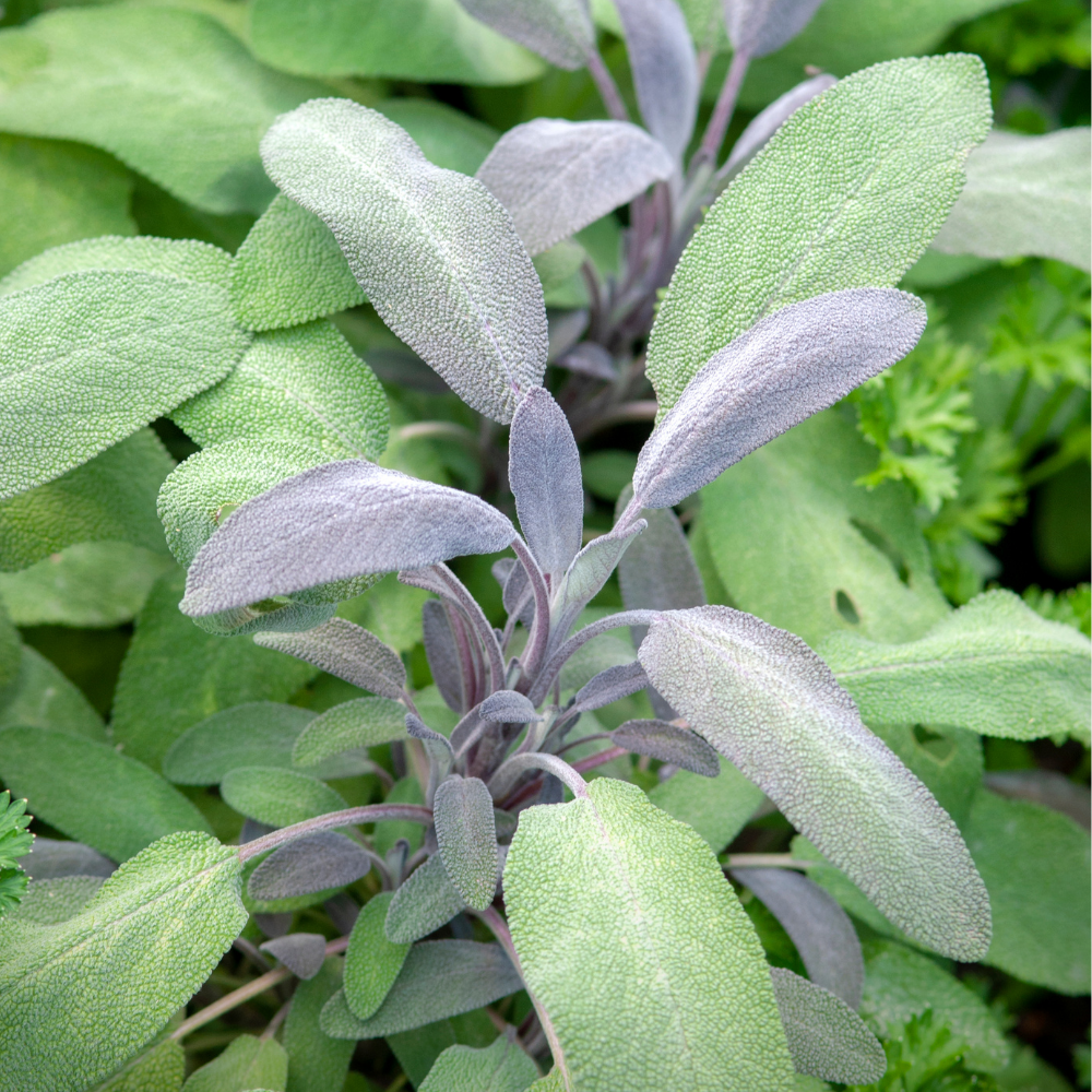 Paarse salie - P9 pot