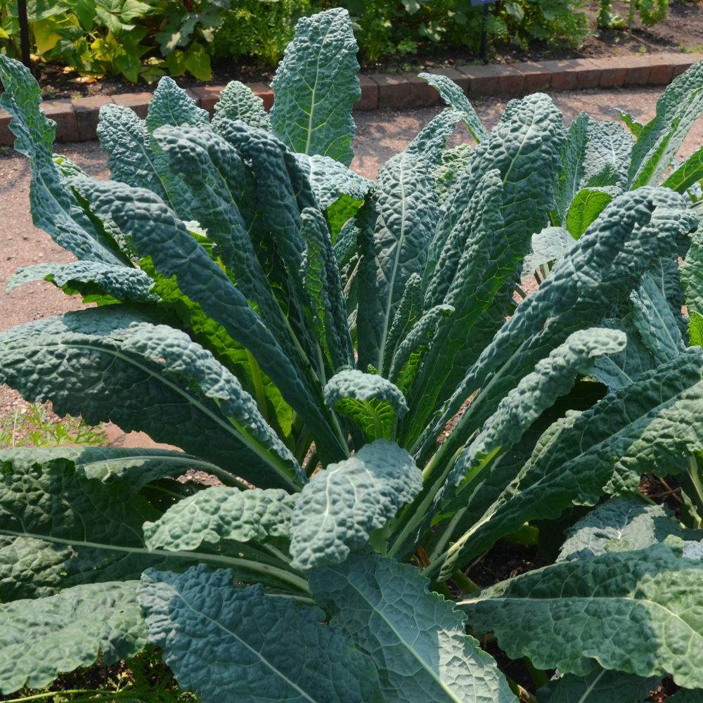 Kale plants 5 pieces