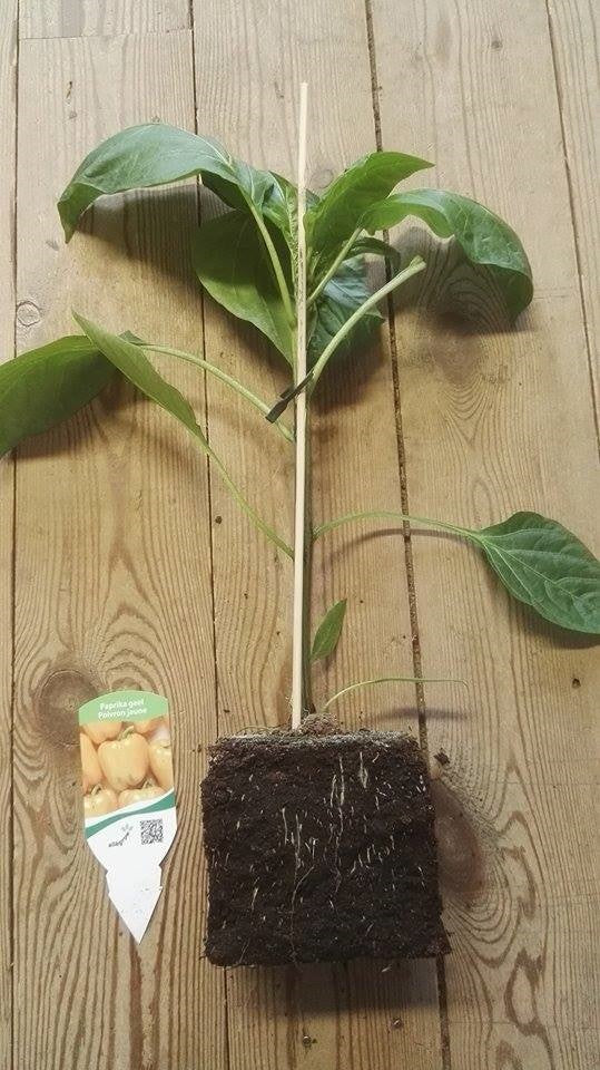 Paprika geel