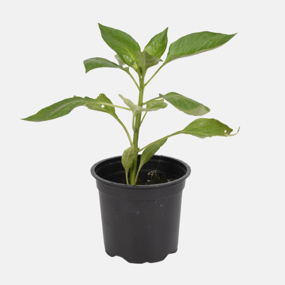 Rode paprika plant 1 stuk BIO