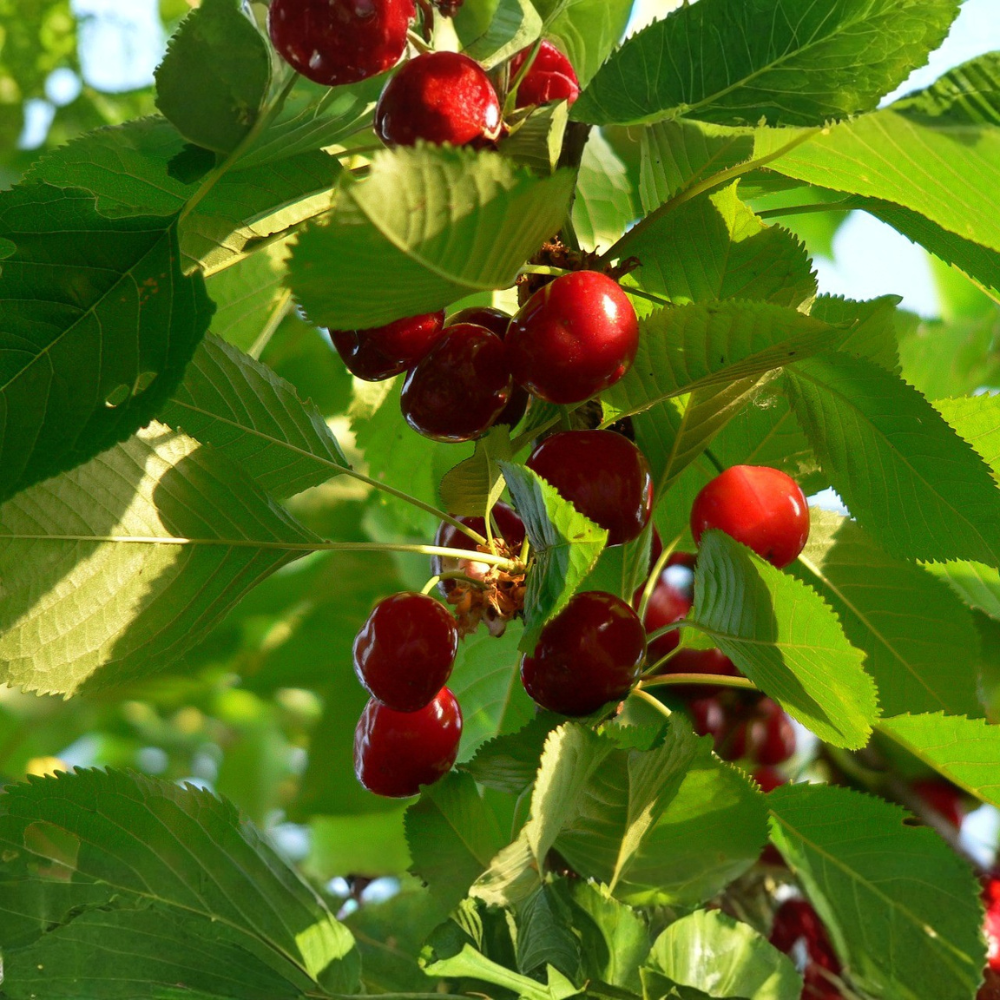 Cherry tree 'Morello' Patio