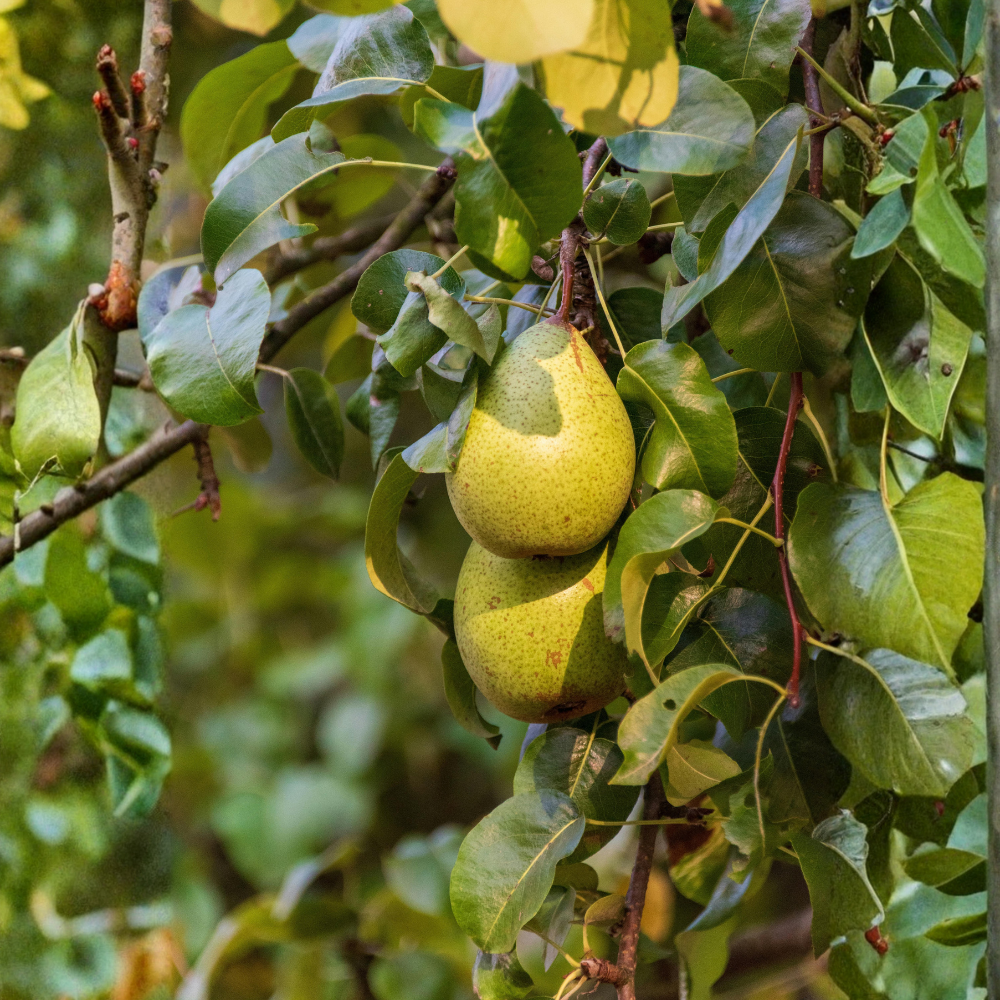 Pear tree 'Louisa' Patio