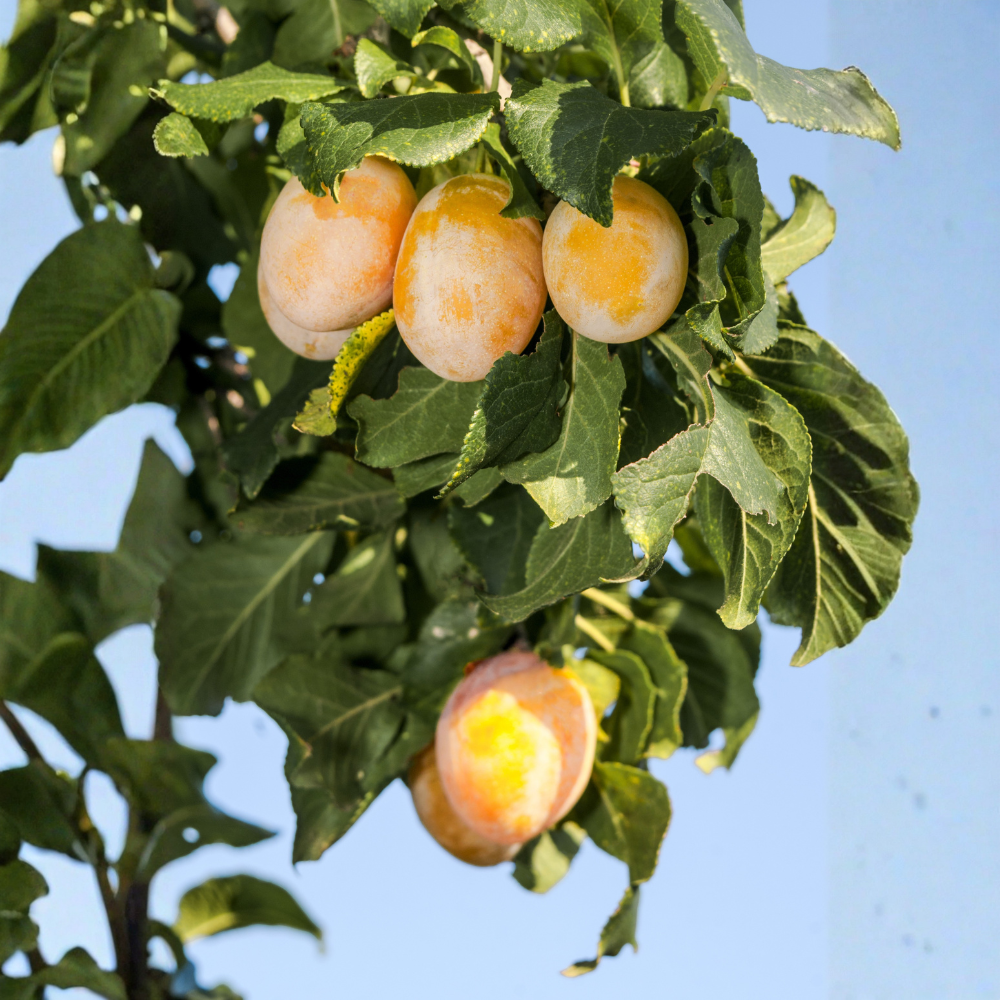 Plum tree 'Mirabelle' Patio