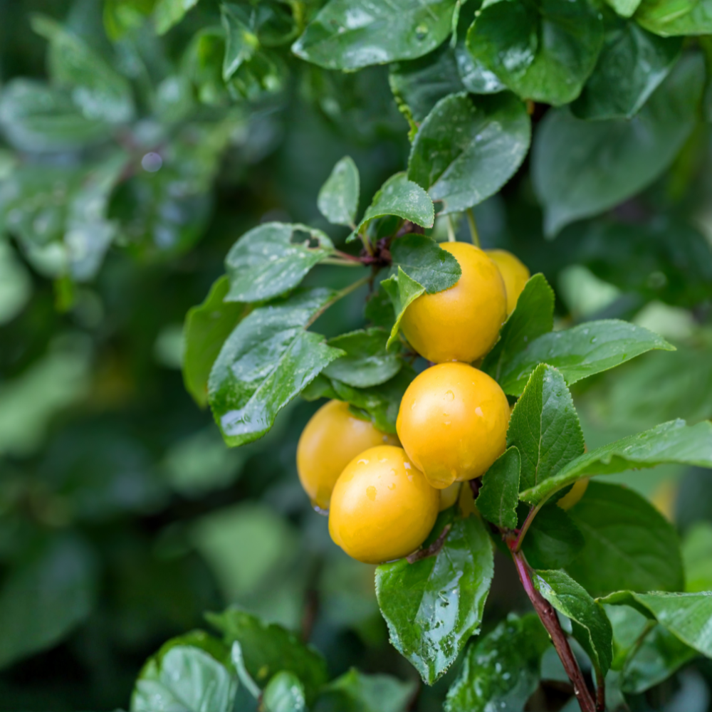 Plum tree 'Mirabelle' Patio