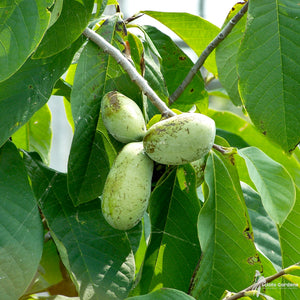 Pawpaw plant zaailing 1-jarig op blote wortel