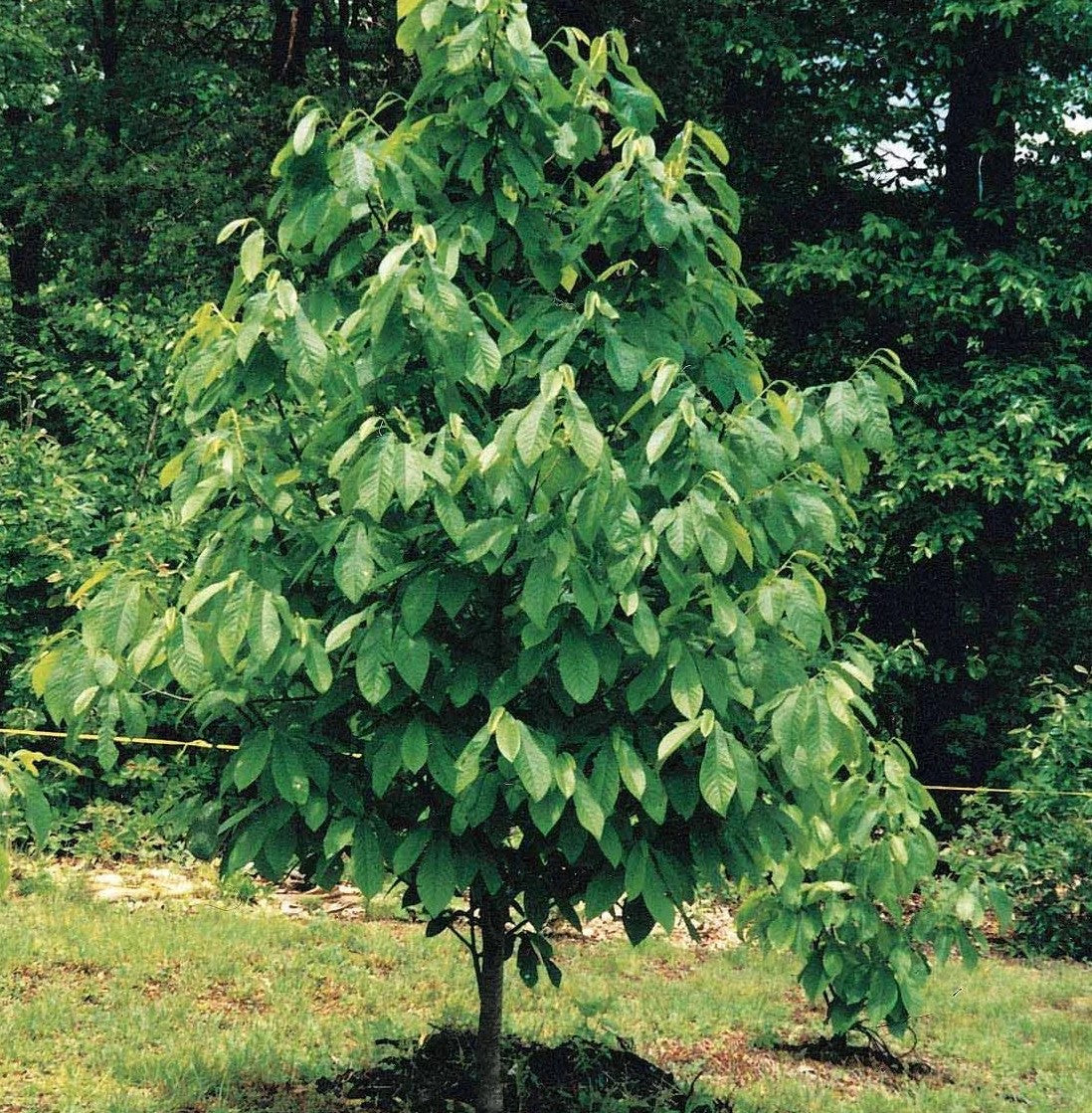 Pawpaw plante un semis d'un an sur des racines nues