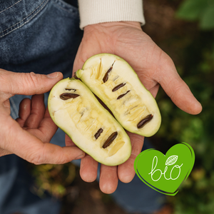 Pawpaw zaailing BIO