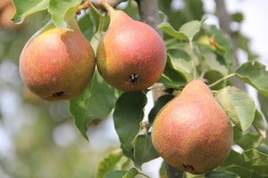 Perenboom Gieser Wildeman in leivorm