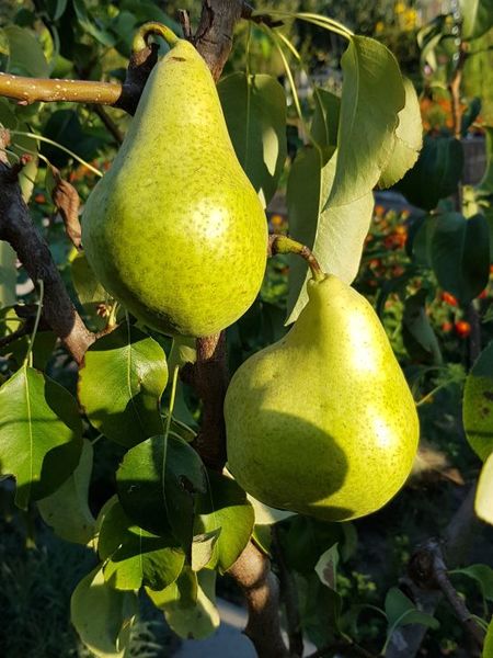 Pear Tree Eigentumswohnung