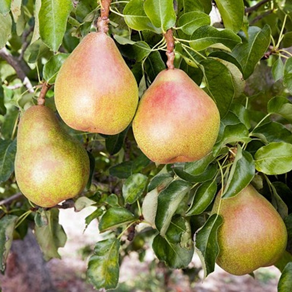 Birnbaum Doyenné du Comice in Spalierform