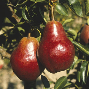 Roter Williamsbirnenbaum in Spalierform