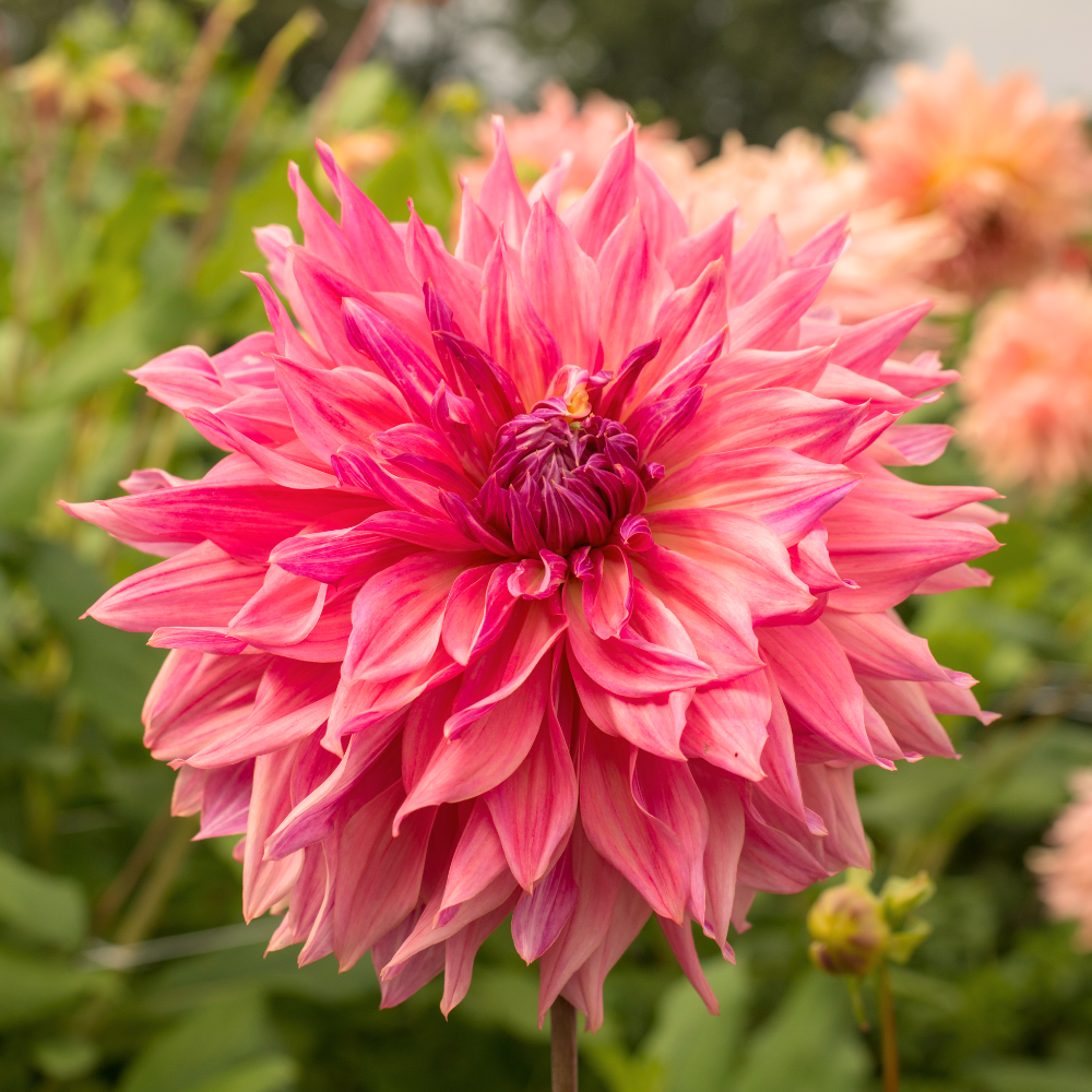 Dahlia 'Penhill Dark Monarch'