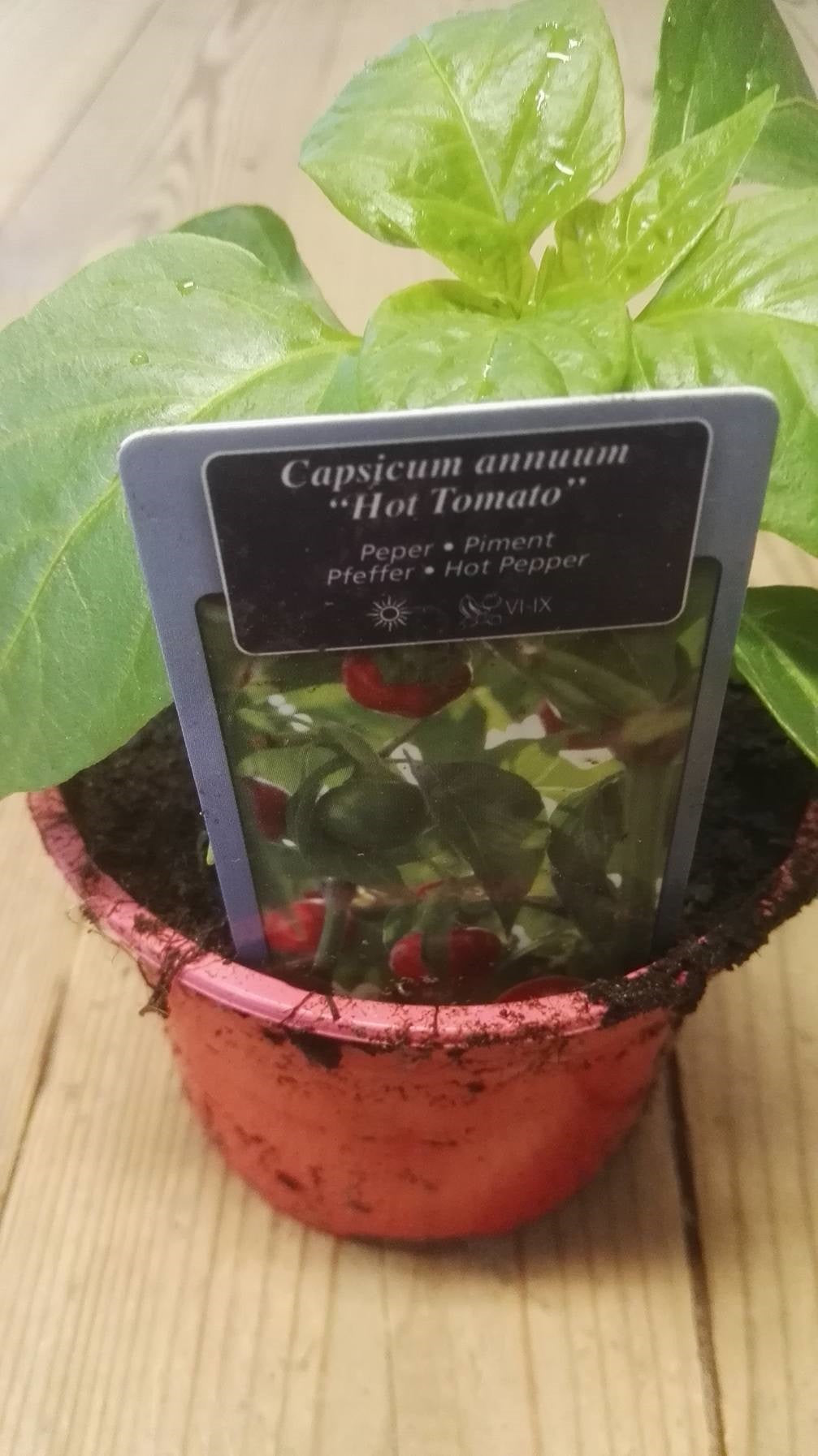 Peper mild pikant Hot Tomato in pot 1 plant 5000-8000 Scoville