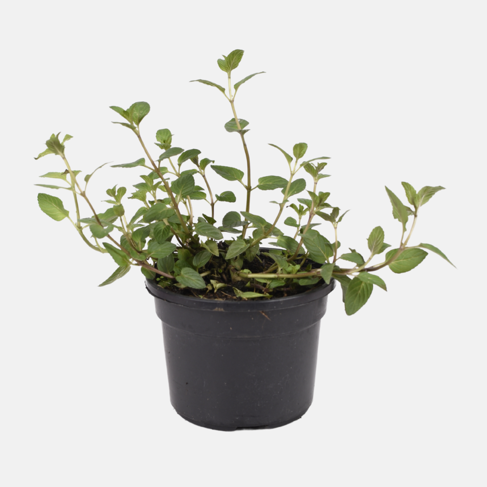 Peppermint (mentha piperita) - 'Cinderella' BIO