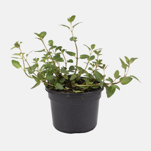 Peppermint (mentha piperita) - 'Cinderella' BIO
