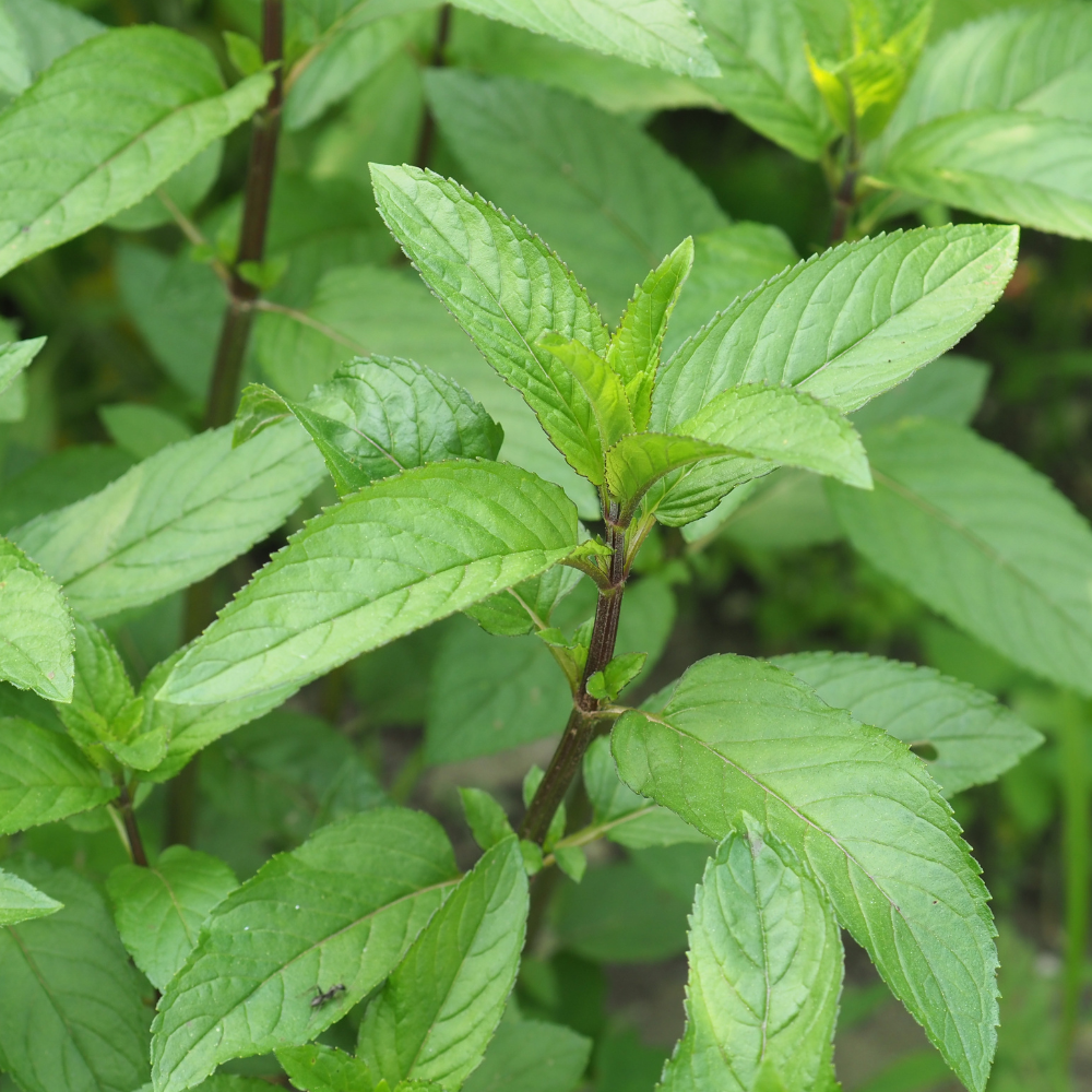 Peppermint (mentha piperita) - 'Cinderella' BIO – PLUKKERS