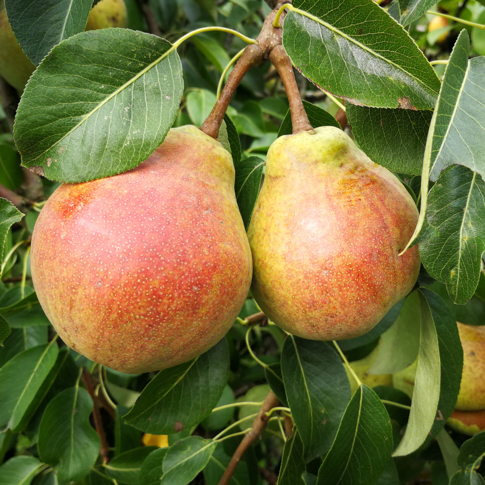 Pear tree 'Bonne Louise d' Avranches'