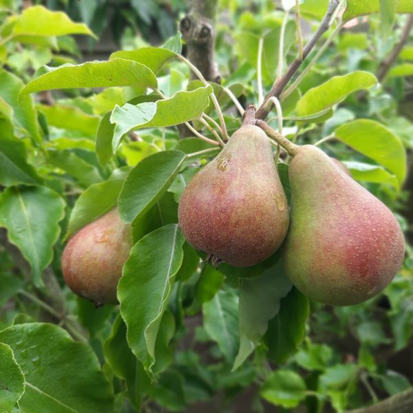Low-stem pear tree 'Doyenné du Comice' BIO – PLUKKERS