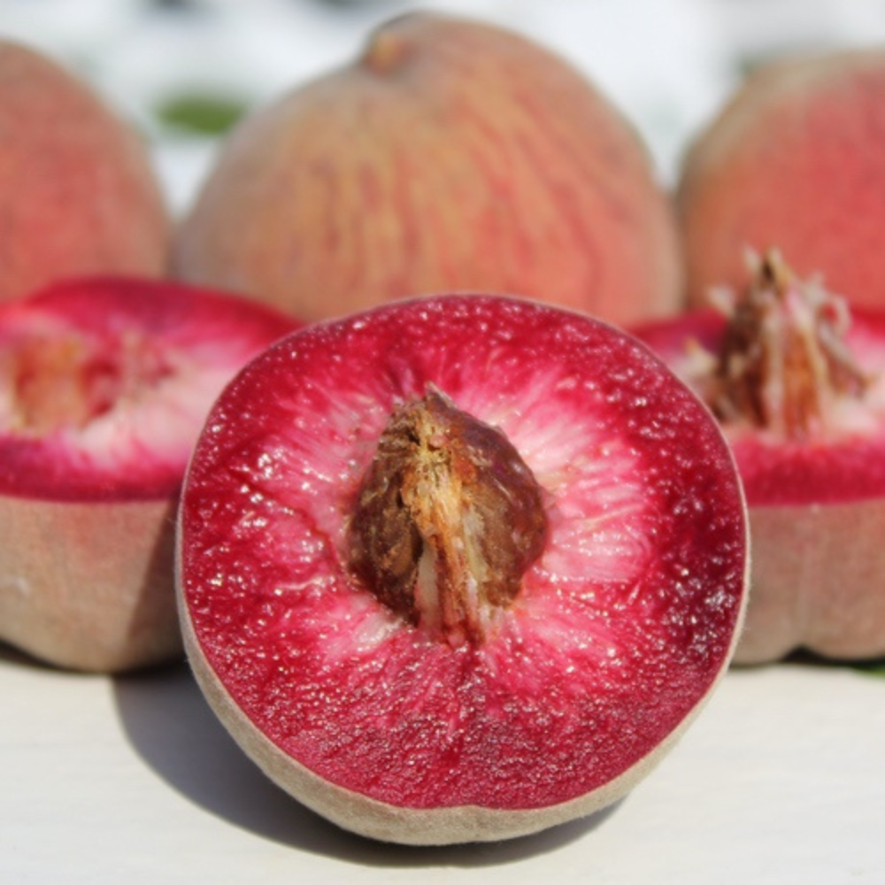 Peach Tree 'Roter Weinbergpfirsich' - Bare Root