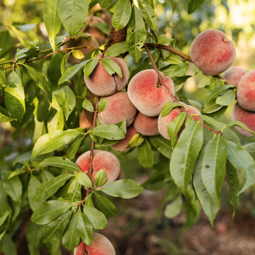 Perzikboom 'Black Boy' - Blote wortel