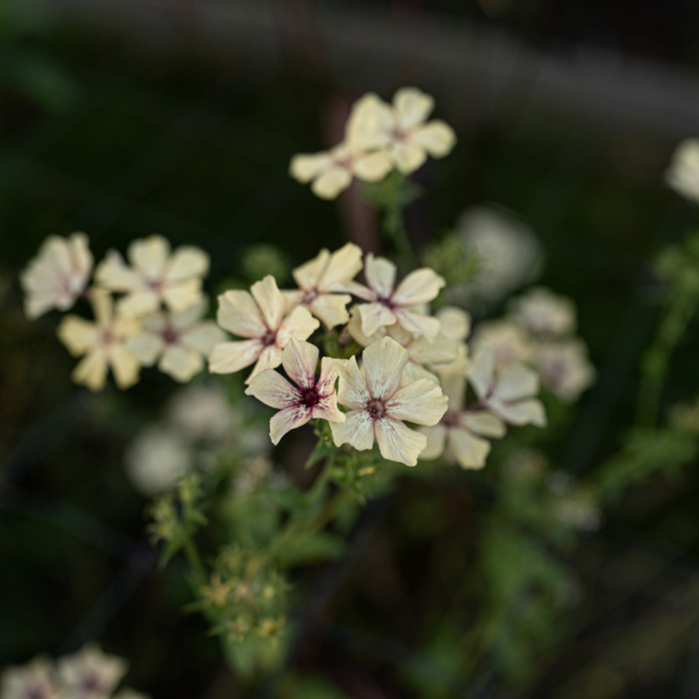 Phlox drummondii (vlambloem) - Creme Brûlée