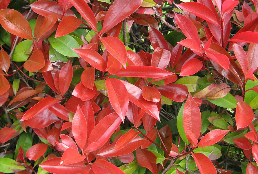 Glanzmispel (Photinia fraseri 'Red Robin') - im 3L-Topf - 40/50 cm