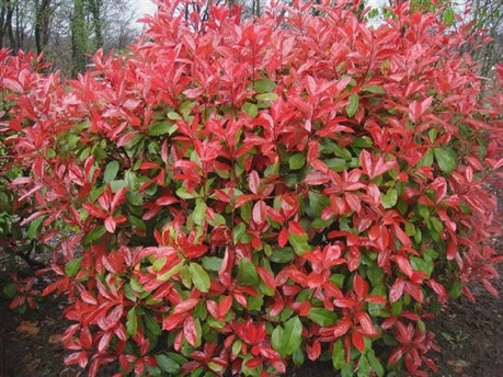 Glansmispel (Photinia fraseri 'Red Robin') - in 3L pot - 40/50 cm