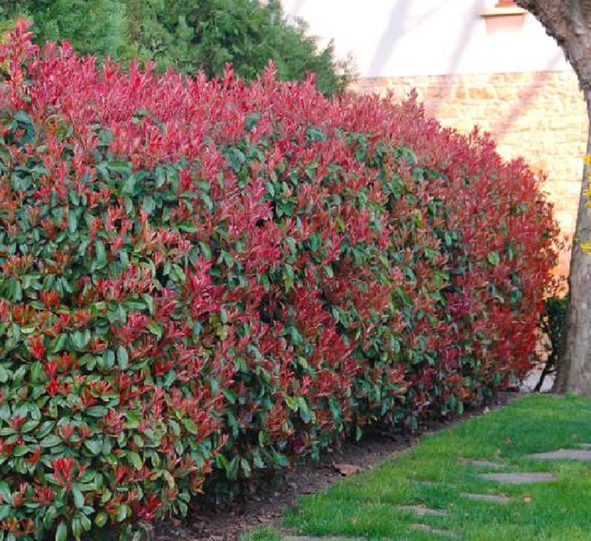 Glanzmispel (Photinia fraseri 'Red Robin') - im 3L-Topf - 40/50 cm