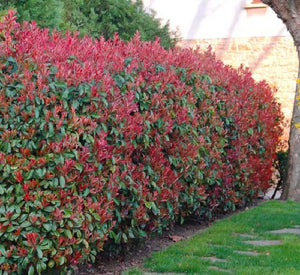 Glansmispel (Photinia fraseri 'Red Robin') - in 3L pot - 50/60 cm