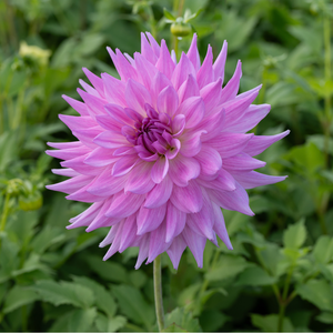 Dahlia 'Pink Paradise'