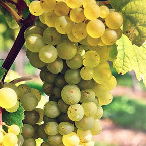 Wijnstok Pinot Blanc