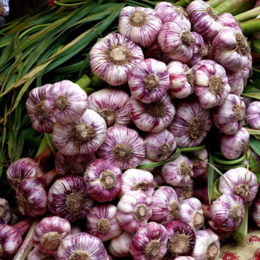 BIO Plante violette Ail Morado (hardneck) (choisir la quantité)