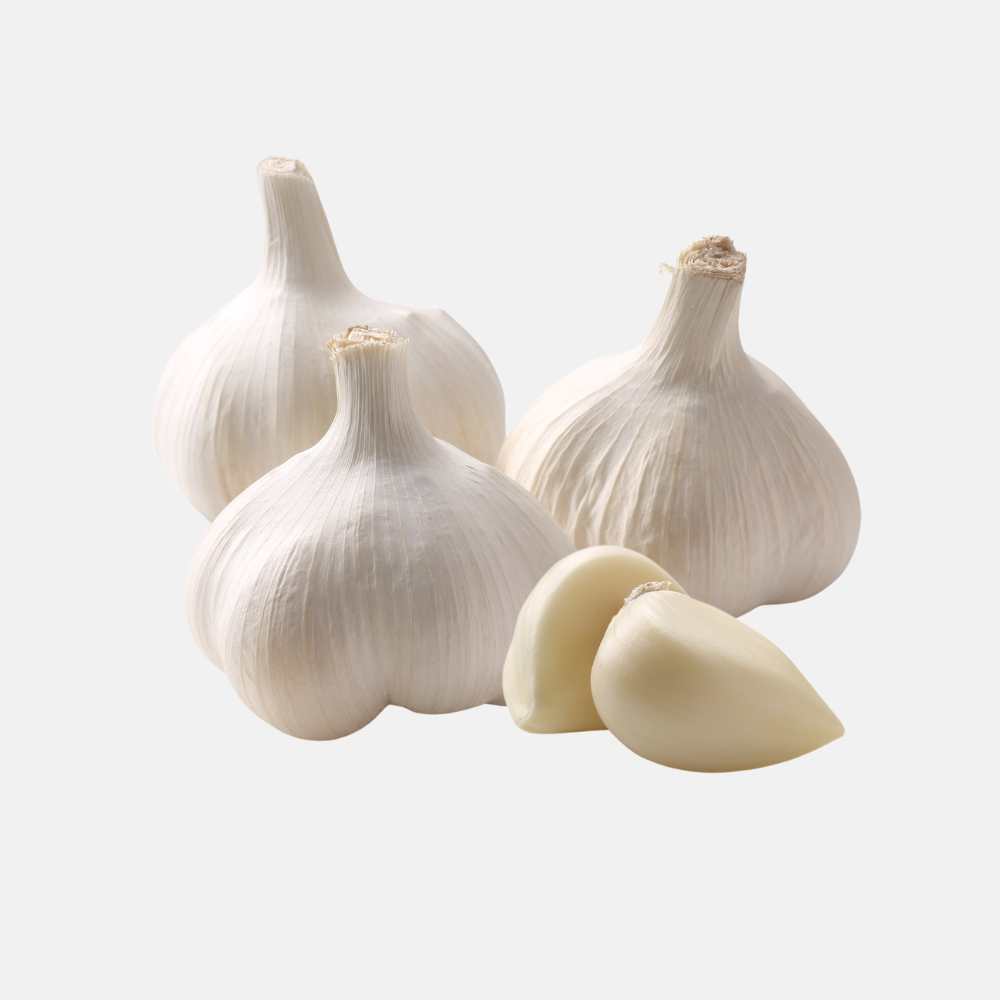 Plantknoflook crème/wit 'Precosem' (hardneck) - 3 bollen