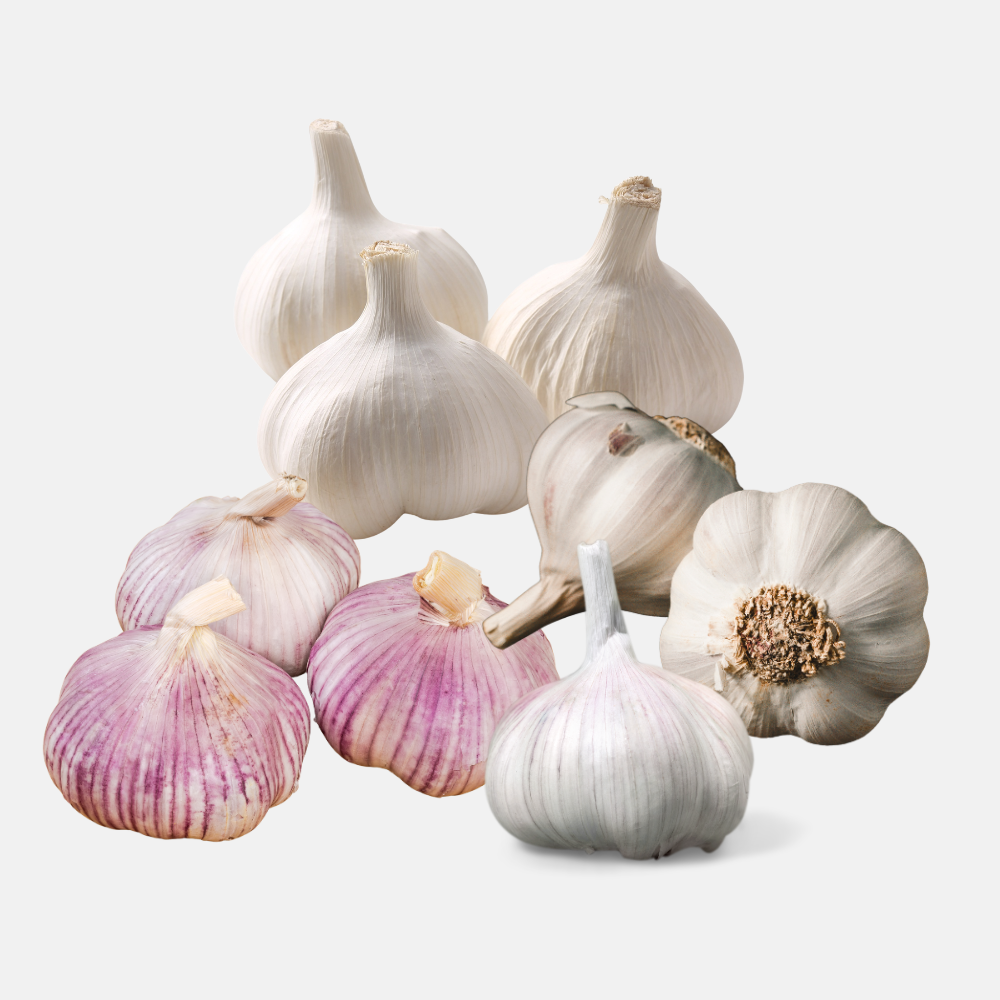 Plantknoflook gemengd - 9 bollen