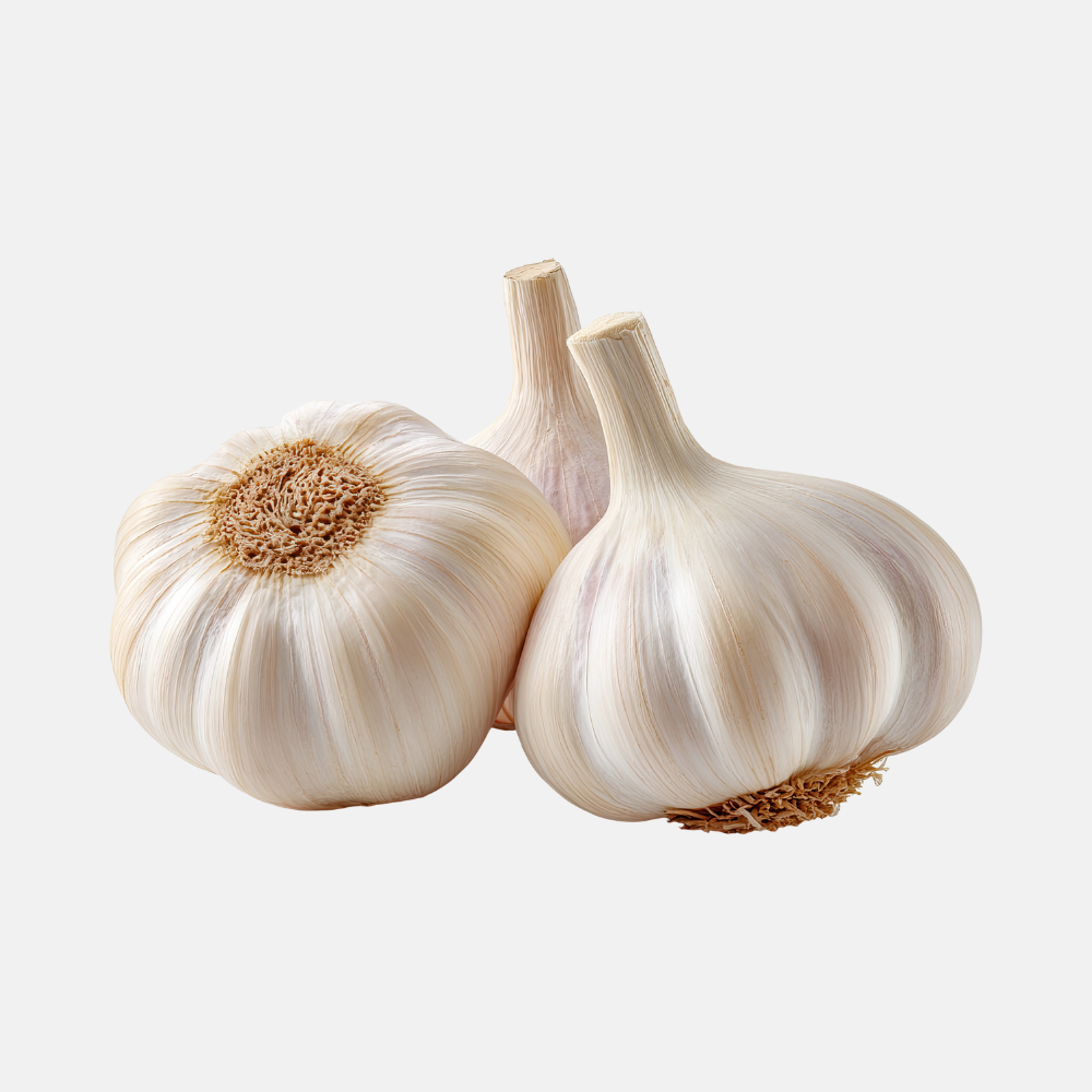 Plantknoflook wit 'Messidor' (softneck) BIO - 3 bollen