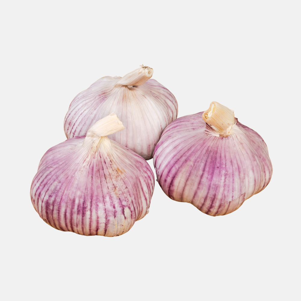 Plantknoflook paars 'Germidour' (hardneck) - 3 bollen