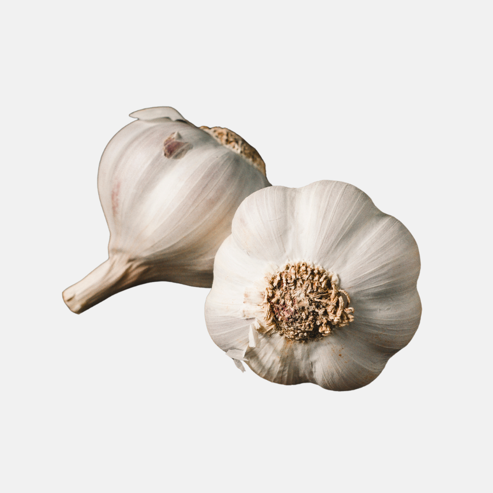 Plantknoflook wit 'Messidrome' (softneck) - 3 bollen