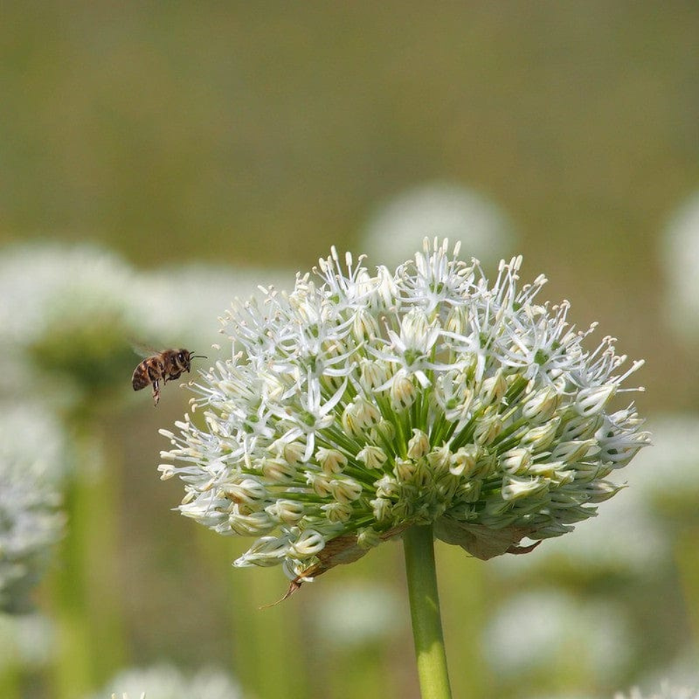 Allium 'Mount Everest' BIO