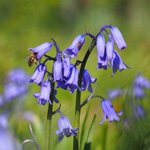 Boshyacint blauw (hyacinthoides hispanica) BIO