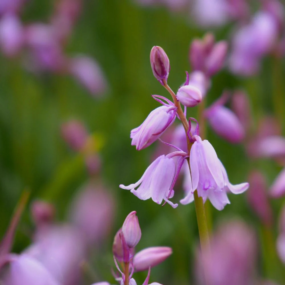 Boshyacint roze (hyacinthoides hispanica) BIO