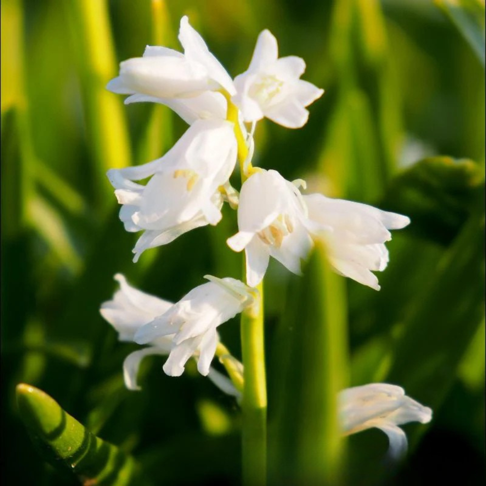 Boshyacint wit (hyacinthoides hispanica) BIO