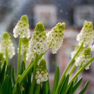 Druifjes 'Album' (muscari armeniacum) BIO