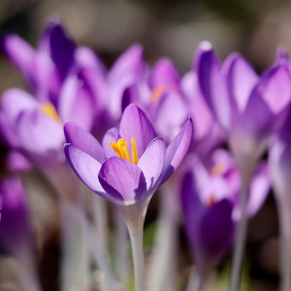 Krokus 'Ruby Giant' (crocus tommasinianus) BIO