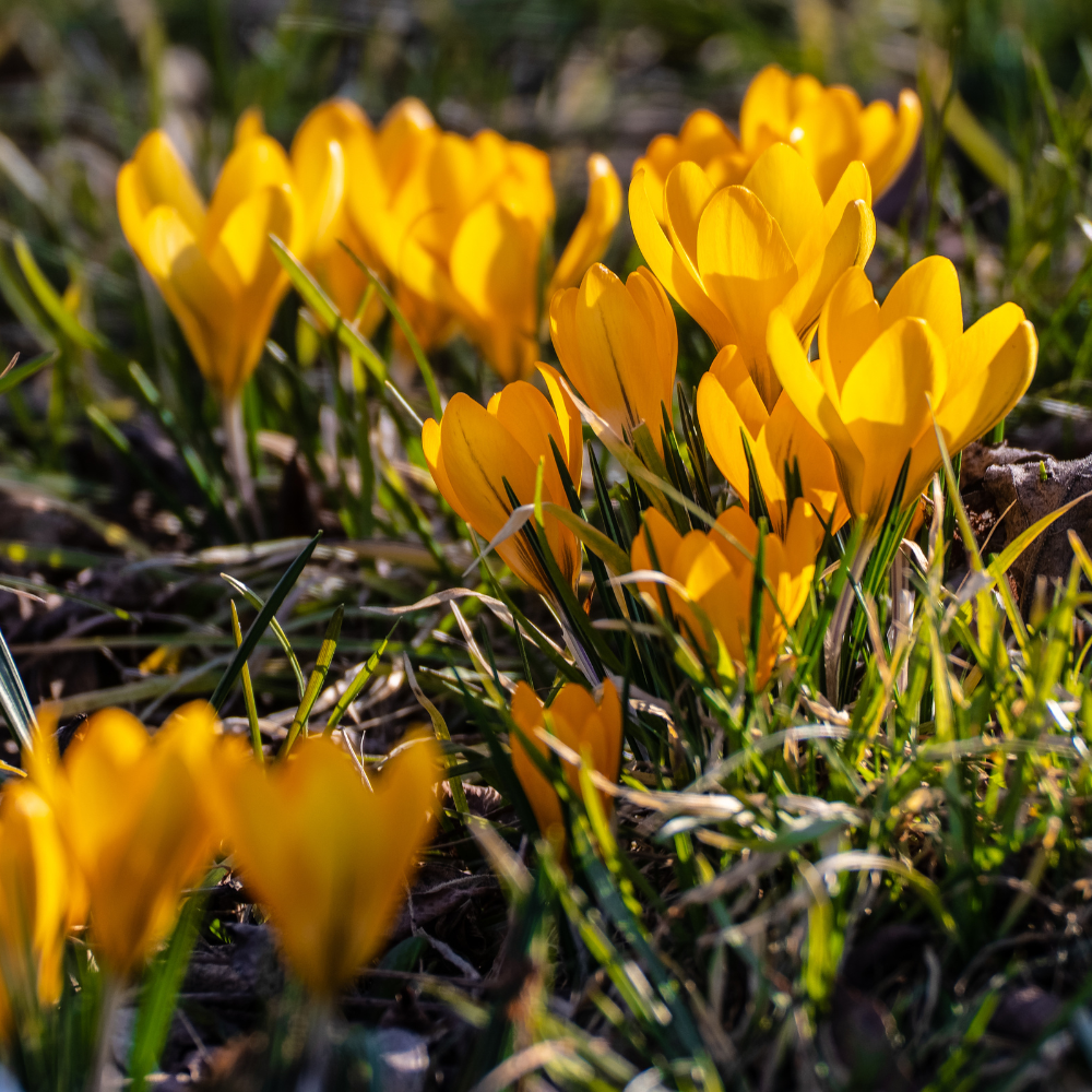 Krokus 'Golden Yellow' (crocus flavus) BIO