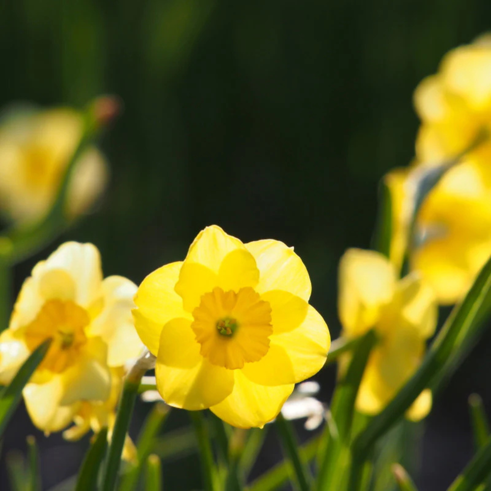 Narcis 'Sun Disc' BIO