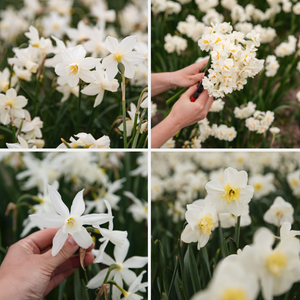 Narcissen pakket 'wit' BIO