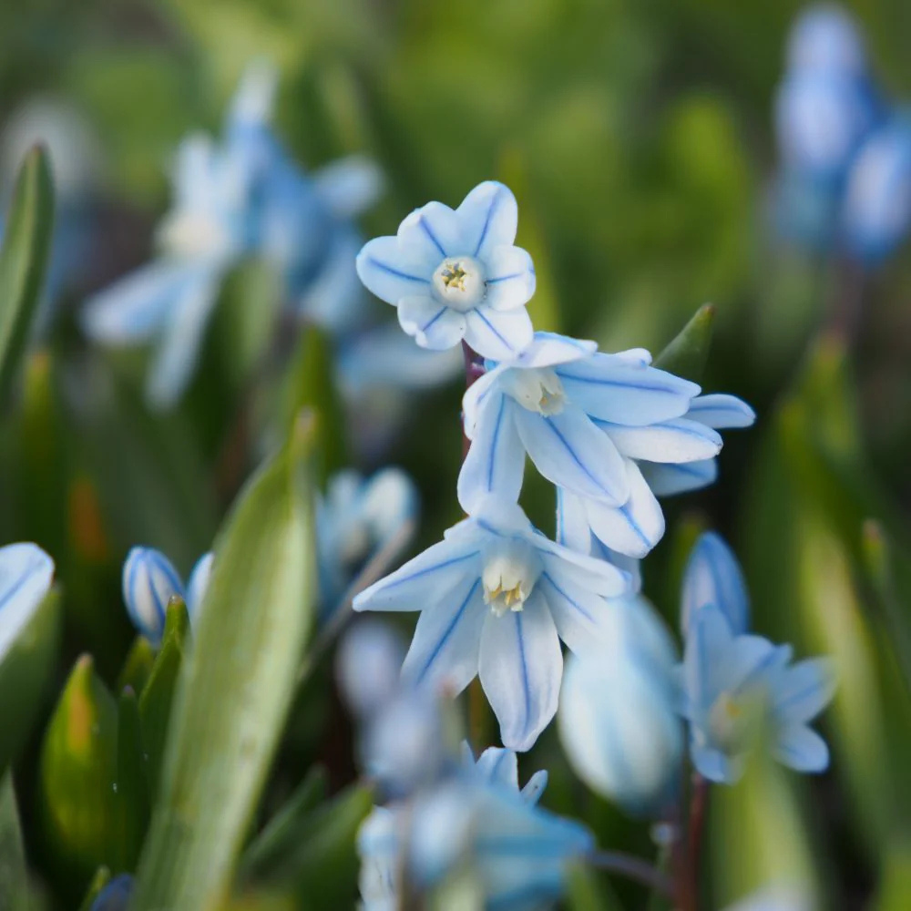 Saffierhyacint wit (puschkinia scilloides var. Libanotica) BIO