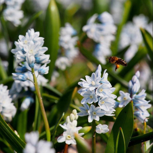 Saffierhyacint wit (puschkinia scilloides var. Libanotica) BIO