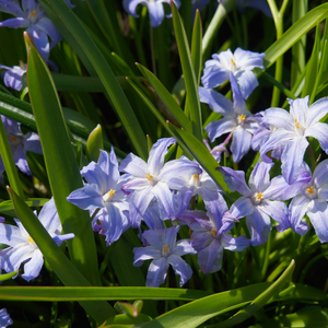 Sneeuwroem (chionodoxa luciliae) BIO