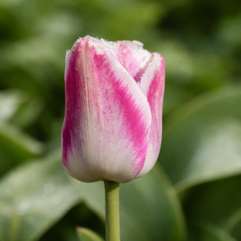 Tulp 'Siesta' BIO